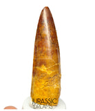 S293 - Nicely Preserved Spinosaurus aegyptiacus Dinosaur Tooth - Red Sanstone Beds