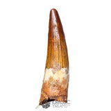20335 - Nicely Preserved Spinosaurus aegyptiacus Dinosaur Tooth IN CATAWIKI AUCTION NOW