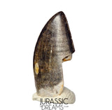 J425 - Tyrannosaur Dinosaur Tooth - Nanotyrannus sp - Late Cretaceous - Hell Creek Fm