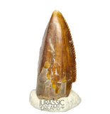S69 - Top Rare Majungasaurus crenatissimus Abelisaurid Dinosaur PREMAXILLARY Tooth