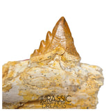 J483 - Nicely Preserved Basilosaurid cf Pappocetus (Whale Ancestor) Molar Tooth in Partial Dentary Bone