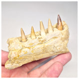 1517 - Museum Grade Juvenile Spinosaurus Dinosaur Right Hemi dentary jaw- Cretaceous KemKem Beds