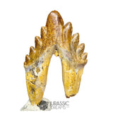 20125 - Outstanding Huge Basilosaurus (Whale Ancestor) Molar Rooted Tooth IN CATAWIKI AUCTION NOW
