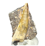 20255 - Nicely Preserved Suchomimus tenerensis Dinosaur Tooth in Natural Matrix IN CATAWIKI AUCTION NOW