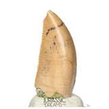 S164 - Large Majungasaurus crenatissimus Abelisaurid Dinosaur Tooth with Unusual Green Sandstone matrix on its base