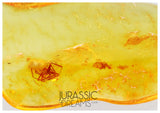 J37 - Nice SPIDER Araneae Fossil Inclusion Genuine BALTIC AMBER + HQ Picture