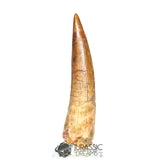 20207 - Nicely Preserved Large Spinosaurus aegyptiacus Dinosaur Tooth IN CATAWIKI AUCTION NOW