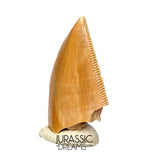 S395 - Finest Quality Majungasaurus crenatissimus Abelisaurid Dinosaur Tooth - Late Cretaceous