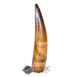 20144 - Nicely Preserved Large Spinosaurus aegyptiacus Dinosaur Tooth