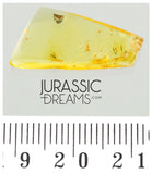 J23 - GREAT Wasp MEGASPILIDAE Fossil Inclusion Genuine BALTIC AMBER + HQ Picture