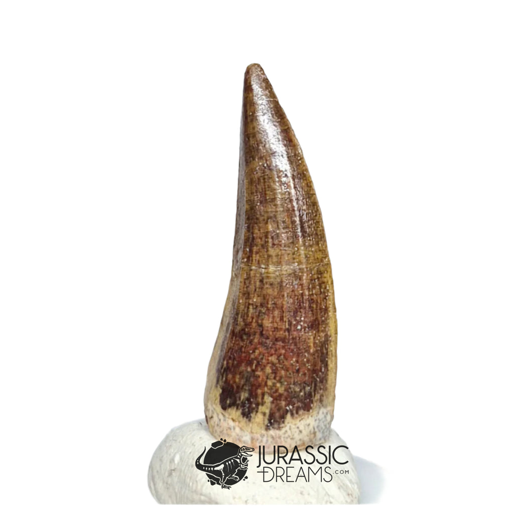 20500- Nicely Preserved Suchomimus tenerensis Dinosaur Tooth