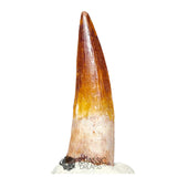 20119 - Gem Grade Spinosaurus aegyptiacus Dinosaur Tooth - Cretaceous KemKem Beds IN CATAWIKI AUCTION NOW