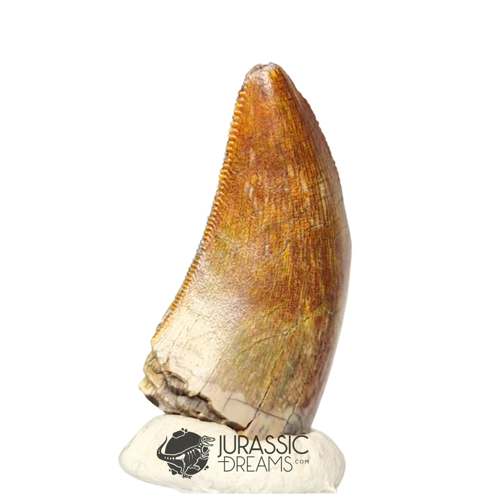20370 - Nicely Preserved Afrovenator abakensis Megalosaurid Dinosaur Tooth IN CATAWIKI AUCTION NOW