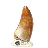 20370 - Nicely Preserved Afrovenator abakensis Megalosaurid Dinosaur Tooth IN CATAWIKI AUCTION NOW