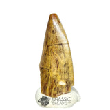 20300 - Nicely Preserved Afrovenator abakensis Megalosaurid Dinosaur Tooth IN CATAWIKI AUCTION NOW