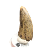 20456 - Nicely Preserved Afrovenator abakensis Megalosaurid Dinosaur Tooth IN CATAWIKI AUCTION NOW