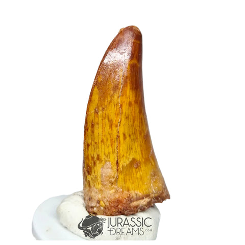 20328 - Nicely Preserved Carcharodontosaurus saharicus Dinosaur Premaxillary Tooth IN CATAWIKI AUCTION NOW