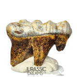 S306 - Gem Grade Huge Ice Age Cave Bear (Ursus spelaeus) Upper Molar Tooth (M2) - Pleistocene