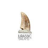 S136 - Top Rare Acheroraptor temertyorum (Dromaeosaurid Raptor Theropod) Dinosaur Tooth - Lance Creek Fm