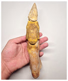 1527 - Museum Grade Spinosaurus aegyptiacus Dinosaur Complete Toe Finger with Claw- KemKem Beds