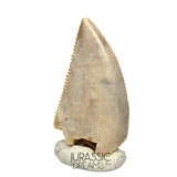 S95 - Nicely Preserved Majungasaurus crenatissimus Abelisaurid Dinosaur Tooth