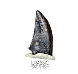 S89 - Top Rare Acheroraptor temertyorum (Dromaeosaurid Raptor Theropod) Dinosaur Tooth - Hell Creek Formation