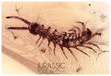 J502 - Top Rare CENTIPEDE Lithobiidae Fossil Inclusion Genuine BALTIC AMBER + HQ Picture