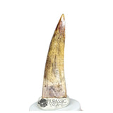 20348- Nicely Preserved Suchomimus tenerensis Dinosaur Tooth IN CATAWIKI AUCTION NOW