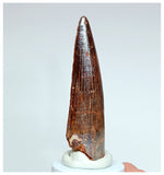 1024 - Gem Grade Spinosaurus aegyptiacus 2.95'' Dinosaur Tooth