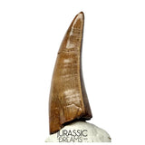 J566 - Tyrannosaur Dinosaur Tooth - Nanotyrannus sp - Late Cretaceous - Lance Creek Fm