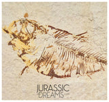 S301 - Nicely Preserved "Diplomystus dentatus" Fossil Fishs - Eocene Age from USA