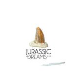 S221 - Exceedingly Rare Zapsalis abradens (Dromaeosaurid Raptor Theropod) Dinosaur Tooth - Judith River Fm