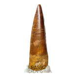 S191 - Nicely Preserved Spinosaurus aegyptiacus Dinosaur Tooth