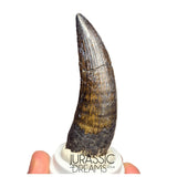 S46 - Top Huge Suchomimus tenerensis Spinosaurid Dinosaur Tooth