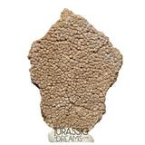 J122 - Exceedingly Rare Saltasaurus Titanosaur Egg Shell - Late Cretaceous Anacleto Fm