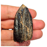 S500 - Top Huge Eusauropoda cf. Jobaria Sauropod Dinosaur Tooth - Jurassic Tiouraren Fm