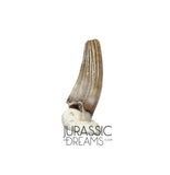 S70 - Exceedingly Rare Paronychodon caperatus (Troodontid Theropod) Dinosaur Tooth - Lance Fm