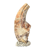 S479 - Top Rare Killer Alvarezsaurid Theropod Dinosaur Manus Claw - Lower Cretaceous Elrhaz Fm