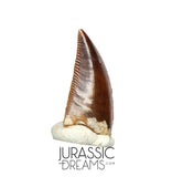 S57 - Finest Quality Majungasaurus crenatissimus Abelisaurid Dinosaur Tooth