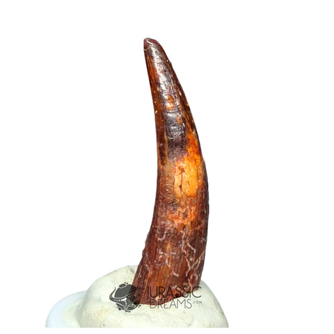 20215 - Gem Grade Pterosaur (Coloborhynchus) Tooth - Cretaceous KemKem Beds IN CATAWIKI AUCTION NOW