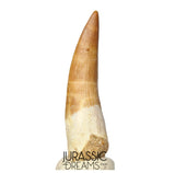 S328 - Stunning Large Zarafasaura oceanis (Elasmosaur) Partially Rooted Tooth - Late Cretaceous