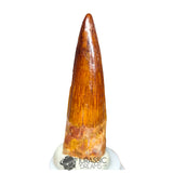 20213 - Gem Grade Spinosaurus aegyptiacus Dinosaur Tooth - Cretaceous KemKem Beds IN CATAWIKI AUCTION NOW