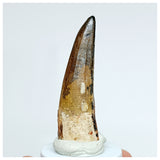 1035 - Gem Grade Suchomimus tenerensis 2.36'' Dinosaur Tooth