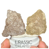 J286- Exceedingly Rare Set of 2 Large Saltasaurus Titanosaur Egg Shells - Late Cretaceous Anacleto Fm