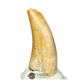 20276- Nicely Preserved Afrovenator abakensis Megalosaurid Dinosaur Tooth Jurassic Tiouraren Fm IN CATAWIKI AUCTION NOW