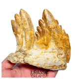 J526 - Huge Basilosaurid cf Pappocetus (Whale Ancestor) Molar Teeth in Partial Dentary Bone