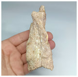 1179 - Museum Grade  Undescribed Pseudosuchia "Dog-faced Crocodile" Left Maxillary