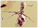 J30 - Great DOLICHODERUS Ant SCULPTURATUS Fossil Inclusion Genuine BALTIC AMBER + HQ Picture