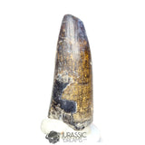 20142 - Huge Sarcosuchus imperator Crocodile Tooth - Lower Cretaceous Elrhaz Fm IN CATAWIKI AUCTION NOW