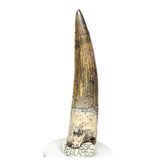 S65 - Finest Quality Suchomimus tenerensis Spinosaurid Dinosaur Tooth